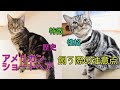 アメリカンショートヘアってどんな猫種？性格、特徴、歴史、注意点解説！