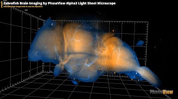 Adult Zebrafish Brain Imaging by PhaseView Alpha3 Light Sheet Microscope
