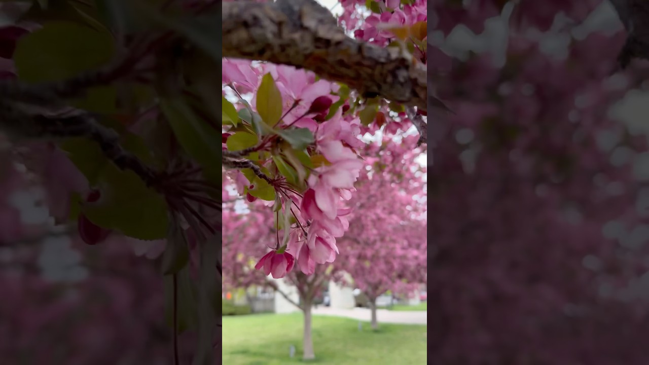 Garrison Square Park - Calgary 