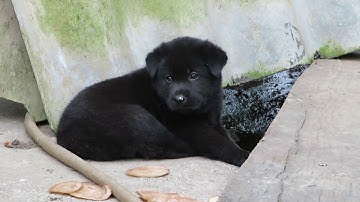 SIÊU PHẨM: Cộc cái đen tuyền 50 ngày tuổi - Chó bản Mông hoang dã