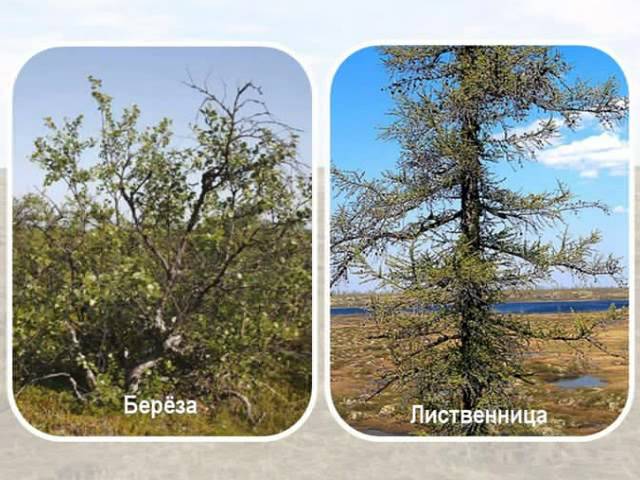 Природная зона тундры