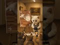 Breaking News: Cat Media Press Conference #CatMedia #PressConference #NoNoStar #everyonefollowers