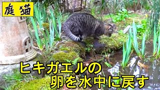 【庭猫】ヒキガエルの卵を水中に戻す