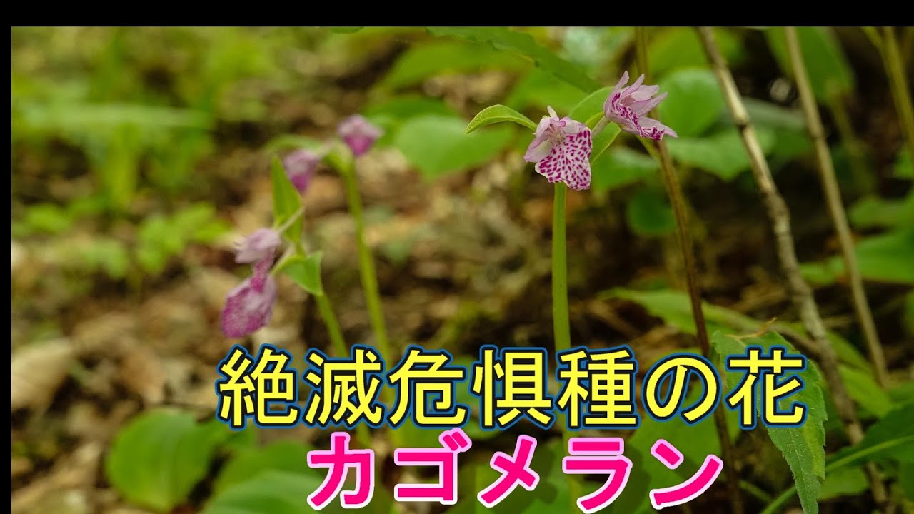 準絶滅危惧種の花 カモメランを見てきました ここは他所では見られないほど群生しています 盗掘の恐れが在りますので 場所の明記は致しません Youtube 準絶滅危惧種の花 カモメランを見てきました ここは他所では見られないほど群生しています 盗掘の恐れが在りますので 場所の明記は致しません Youtube