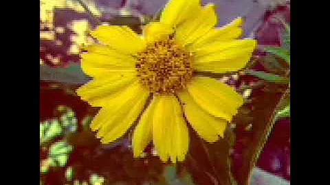 Senior_Oat-Strait_Gate