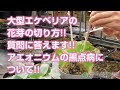 【多肉植物】大型エケベリアの花芽の切り方!!アエオニウムの黒点病について!!【succulent】トロピカルガーデン