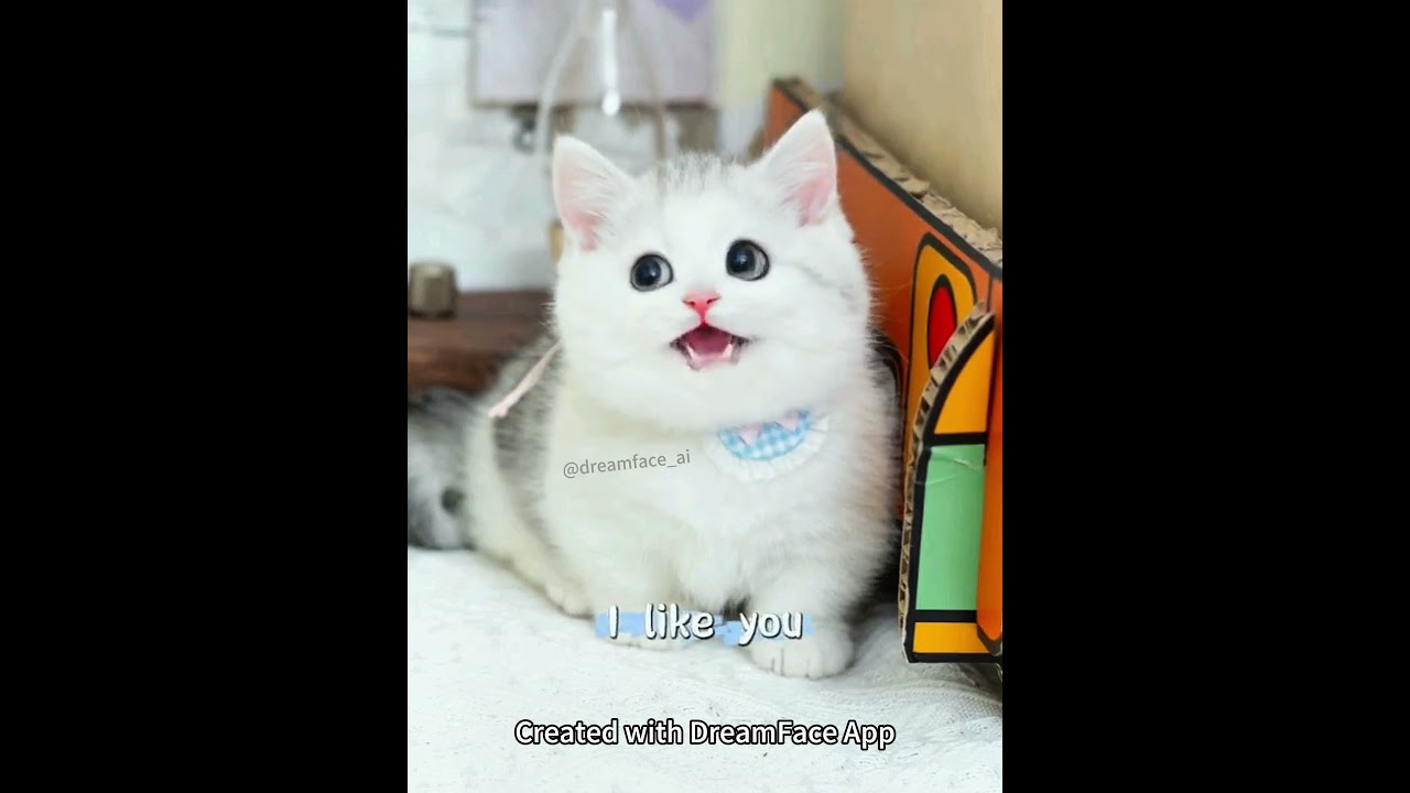 I like you! I like you!