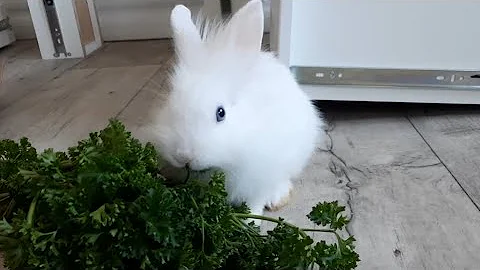 Video 3343771: kitten cute funny baby, kitten animals dog funny, funny kitten funniest