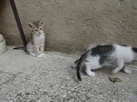 Cuccioli Gatto 3 Mesi Di Vita Youtube
