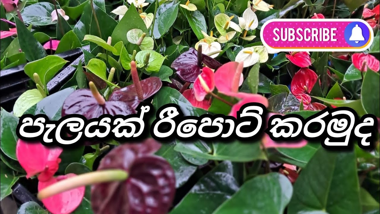  බලන්නකො අපි ඔයාලට ලස්සනම මල් පිරුනු ගස් දෙන්න ගස් හදන එක විදියක් තමයි 