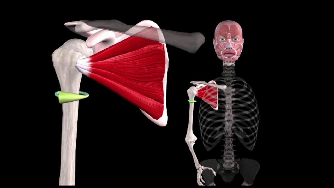 Ротаторы Плеча. Функция. Травмы. - YouTube