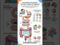 How Long Does It Take to Poop? The Journey of Your Food