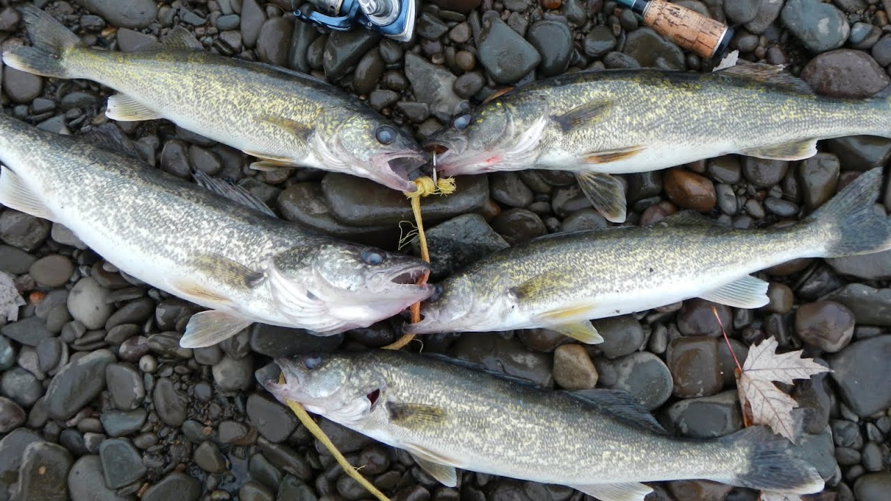 Lure Fishing #90 - Hot River Walleye Jigging with Berkley Gulp