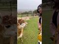 Ostrich, Penguins &amp; Alpacas in South Africa 🇿🇦 | Wildlife Short