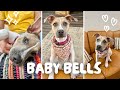 Baby bells the puppy with many tricks