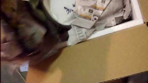 new ball pythons from Garrick DeMeyer