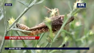 Втрое больше саранчи ожидается в Атырауской области