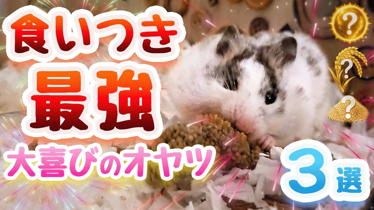 【必見】あなたのハムスターが大喜びするオヤツTOP3