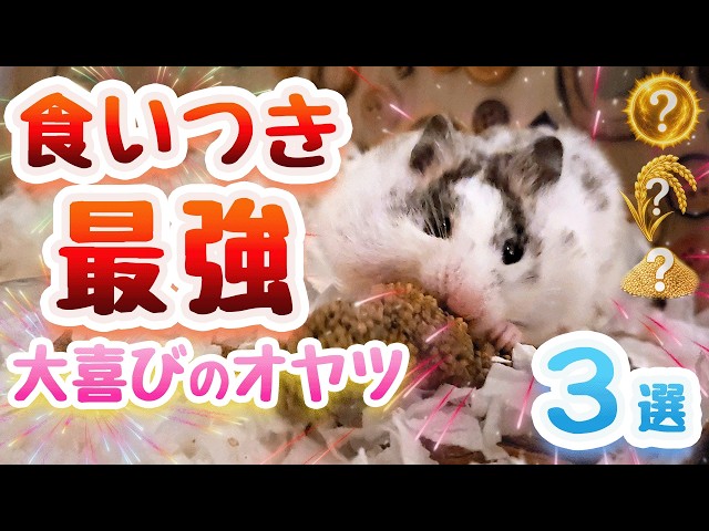 Must-See] Top 3 Treats Your Hamster Will Love - YouTube