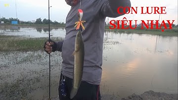 CÂU CÁ LÓC, CON LURE NÀY SIÊU NHẠY - POU PHUNG FISHING