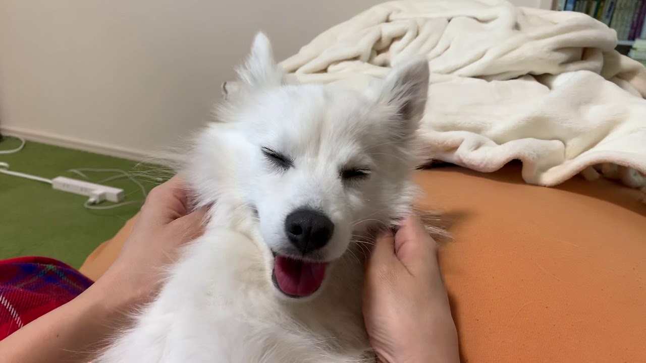 Sleeping Dog Japanese Spitz Sleeps In Owner S Hands Youtube