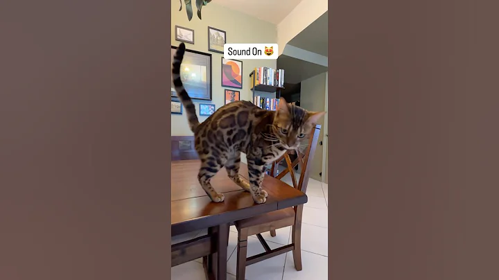 Video 8957251: cutest bengal cat, bengalcat, catmeow