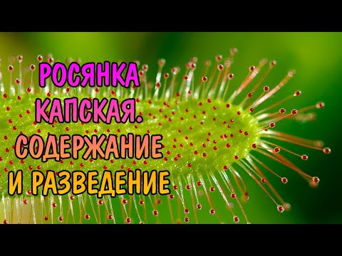 РОСЯНКА КАПСКАЯ Drosera capensis. УХОД И РАЗМНОЖЕНИЕ
