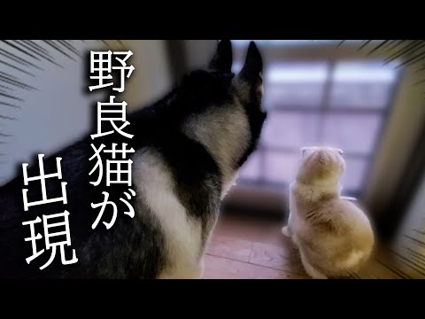 初めて野良猫の喧嘩を見てしまった子猫と犬がこうなっちゃいました…