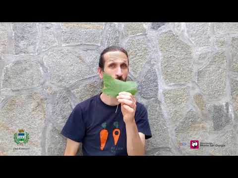 Video: I pini perdono le foglie?