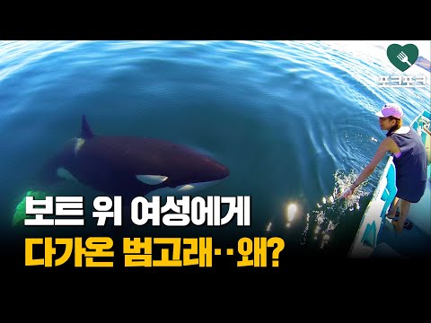 바다 한가운데서 사람을 만난 범고래의 반응