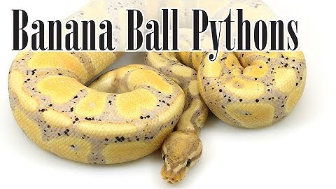 BANANA BALL PYTHONS!!