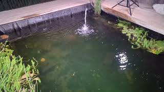 baby fishy tries to be an adult fishy and fails miserably