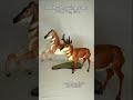 Breyer Pronghorn Horse &quot;Yellowstone&quot; || #breyermodels #breyerhorses #pronghorn #modelhorse