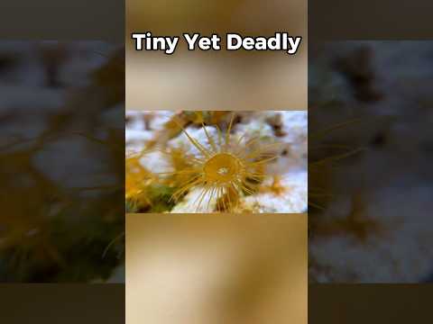 Aiptasia The Coral Predator #ocean #reeftank #coral #seacreatures #anemone #fishtank #aquascape