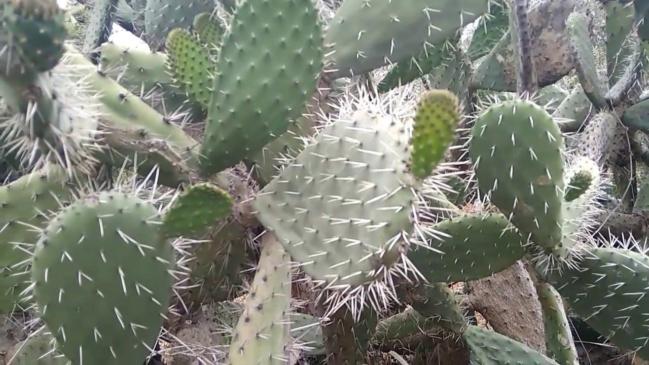 Plantas comestibles silvestres en supervivencia,paseo campestre YouTube