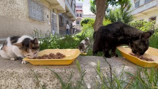 Cute stray cats want a plate of delicious food to make their day.