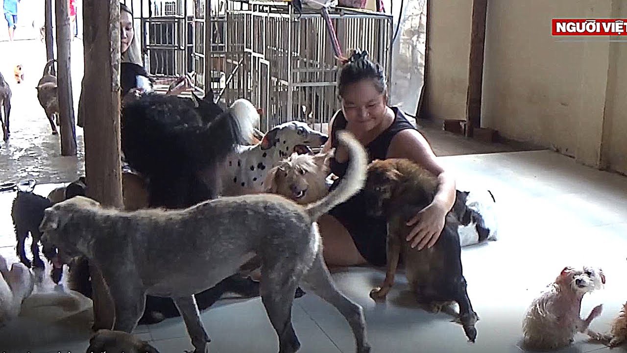 chăm sóc chó mèo  New  Nơi thương chó, mèo,… bậc nhất Sài Gòn