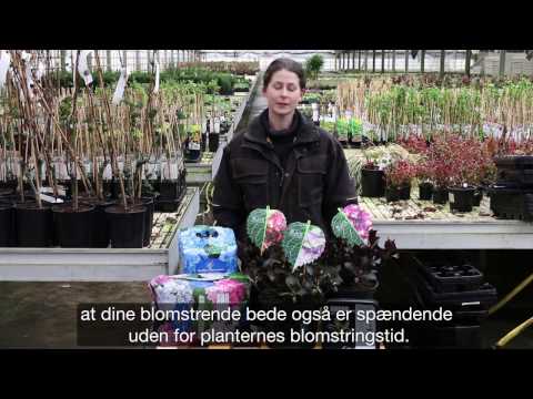 Video: Panicle Hortensia: Sorter Og Træk