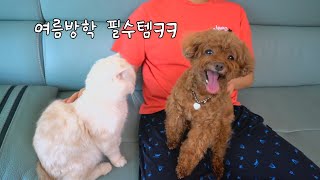 Download Lagu 강아지 고양이 있는 집에 대학생이 여름방학을 하면 생기는 일 ㅎㅎ 이게 여름방학이지 ~ MP3 Download Lagu 강아지 고양이 있는 집에 대학생이 여름방학을 하면 생기는 일 ㅎㅎ 이게 여름방학이지 ~ MP3