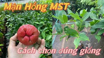 Nhìn qua lá và trái là biết giống MẬN HỒNG MST - CÂY GIỐNG THẾ GIỚI XANH