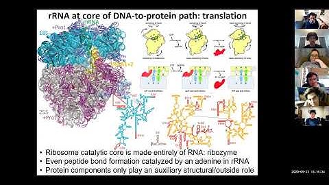 6.047/6.878 Lecture 7 - RNA folding, RNA world, RNA structures (Fall 2020)