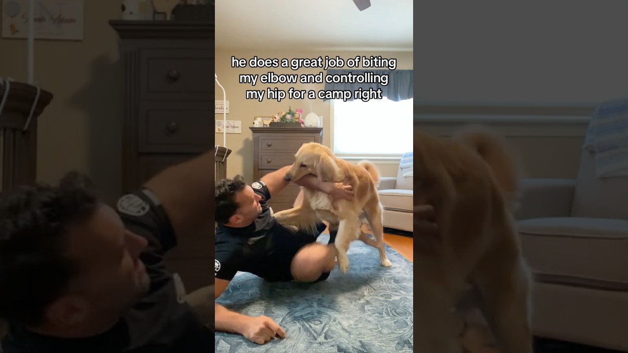 Моя собака занимается джиу-джитсу! 