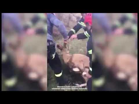 მეხანძრე მაშველებმა ჯიხვი გადაარჩინეს