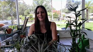 Tips on growing & caring for different Air plants🍃Watering tips