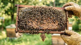The REAL Reason Your Bees Keep Swarming (It’s Not Space!)