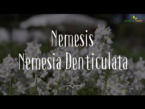 Vidéo: Guide de coupe Nemesia - Comment tailler les plantes Nemesia dans le jardin