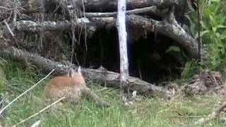 Red Fox Pups Playing By The Den Part 3 20100517.MOD