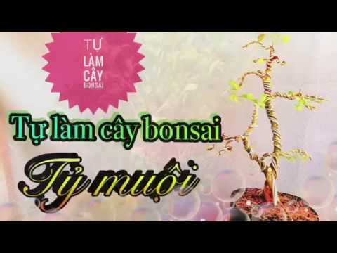 Video Tự làm cây bonsai -Tỷ muội - dành cho người mới biết... - youtube