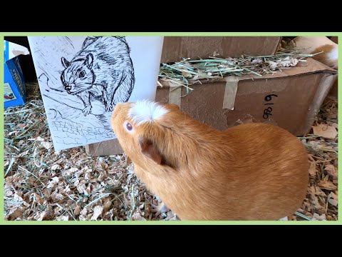 guinea-pigs-react-to-a-drawing-of-a-squirrel