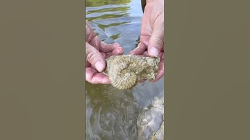 We Broke This 100 MILLION YEAR OLD Baby AMMONITE FOSSIL out of Ancient North Texas Creek Bedrock